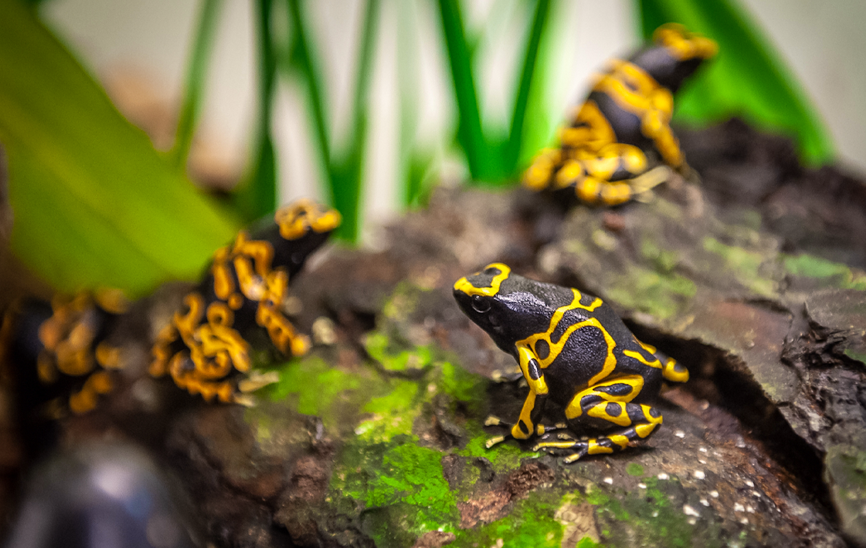 Entreeticket ZOO Antwerpen