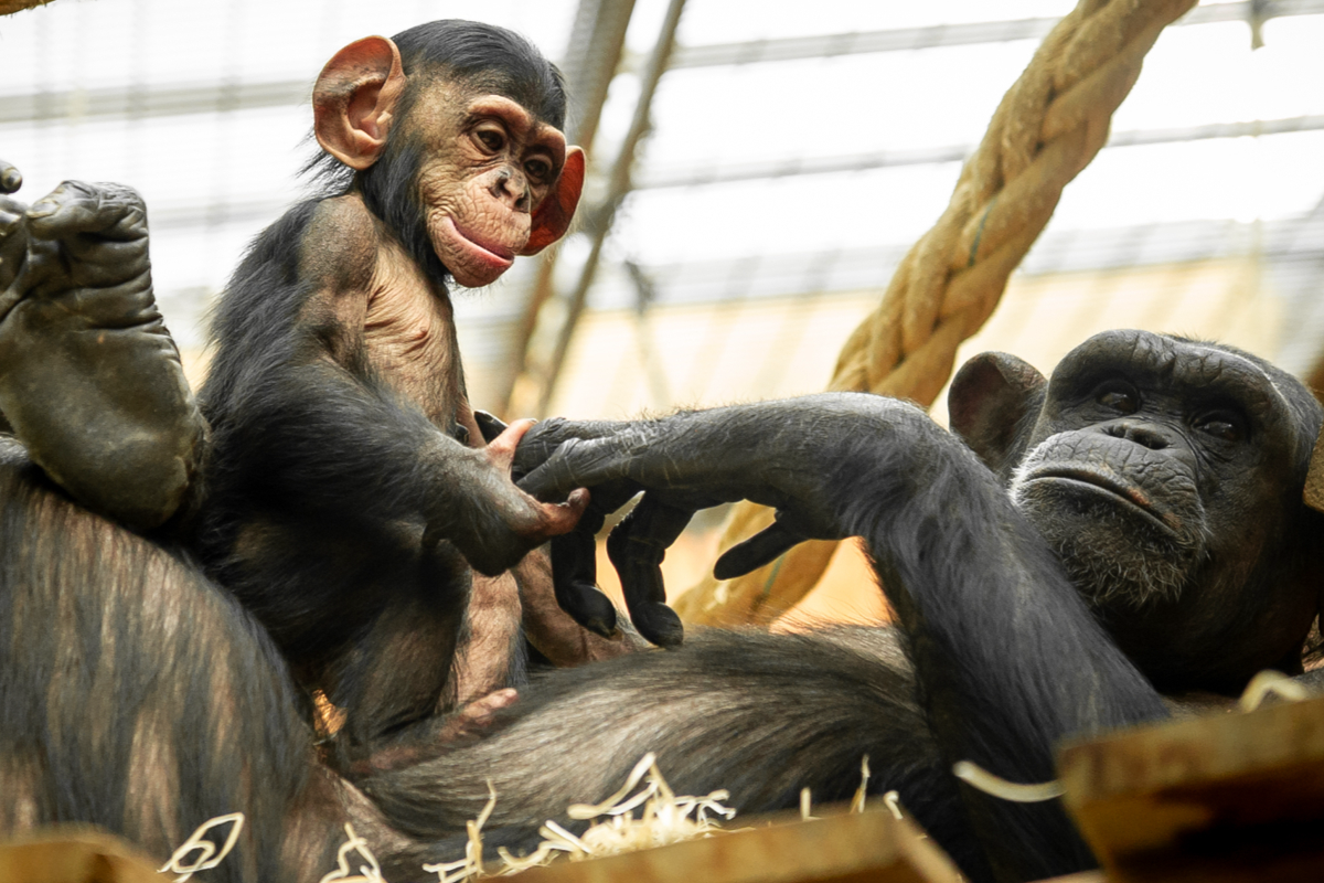 Billet d'entrée au zoo d'Anvers