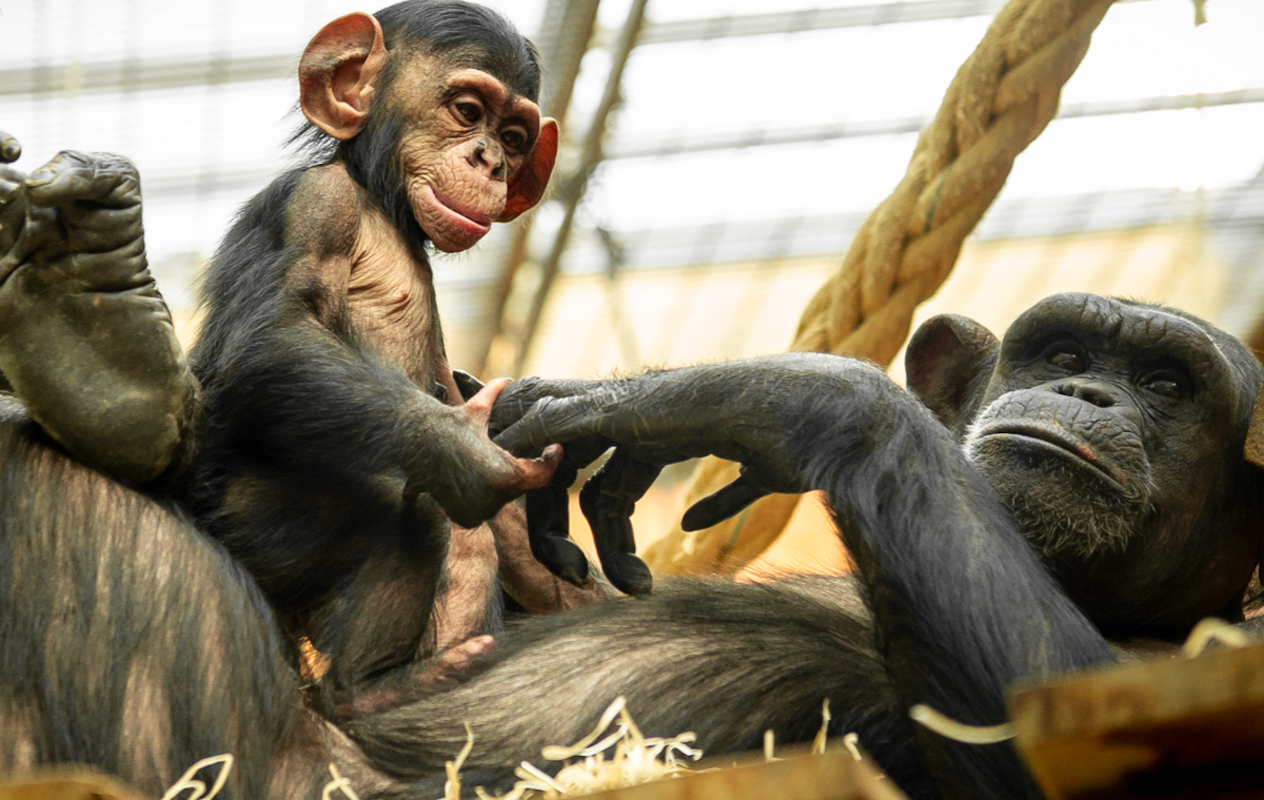 Entreeticket ZOO Antwerpen