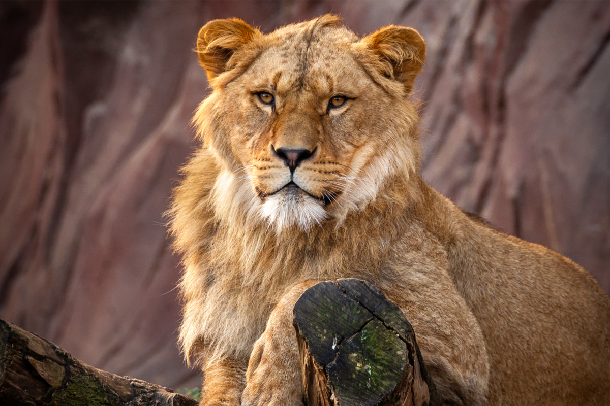Billet d'entrée au zoo d'Anvers