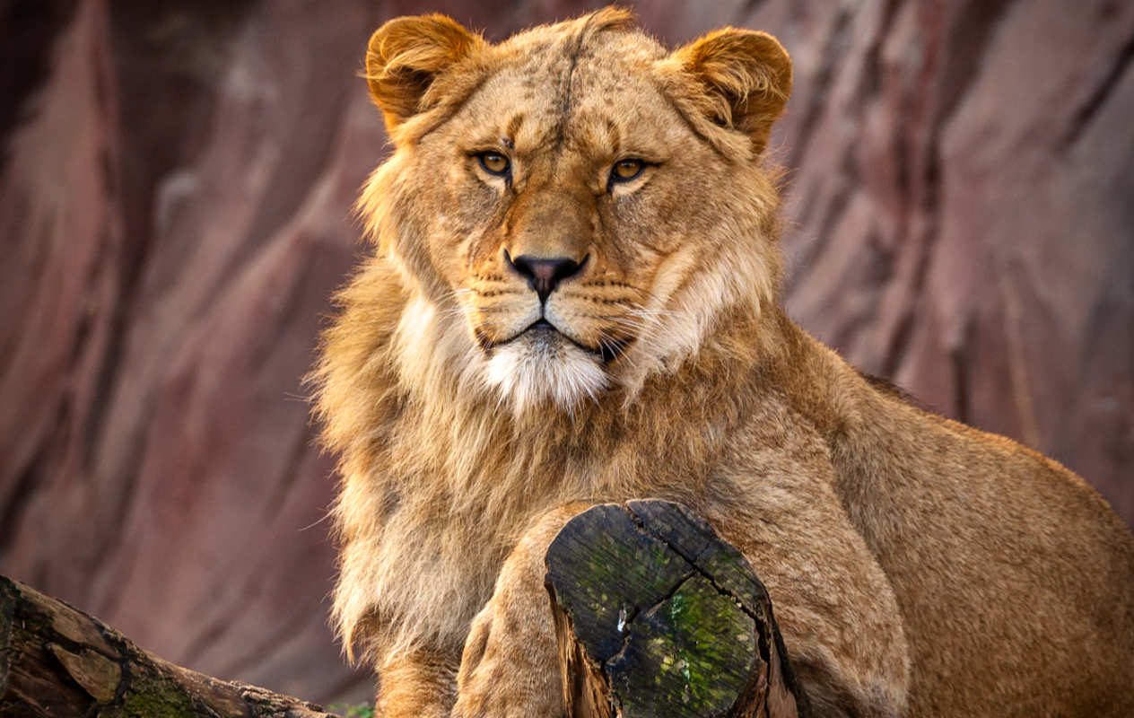 Entreeticket ZOO Antwerpen