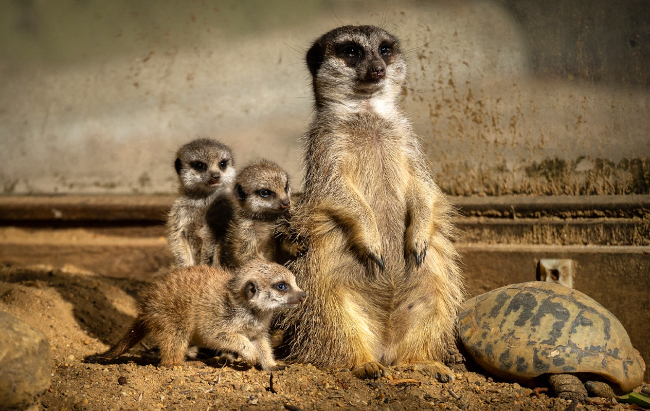 Entreeticket ZOO Antwerpen