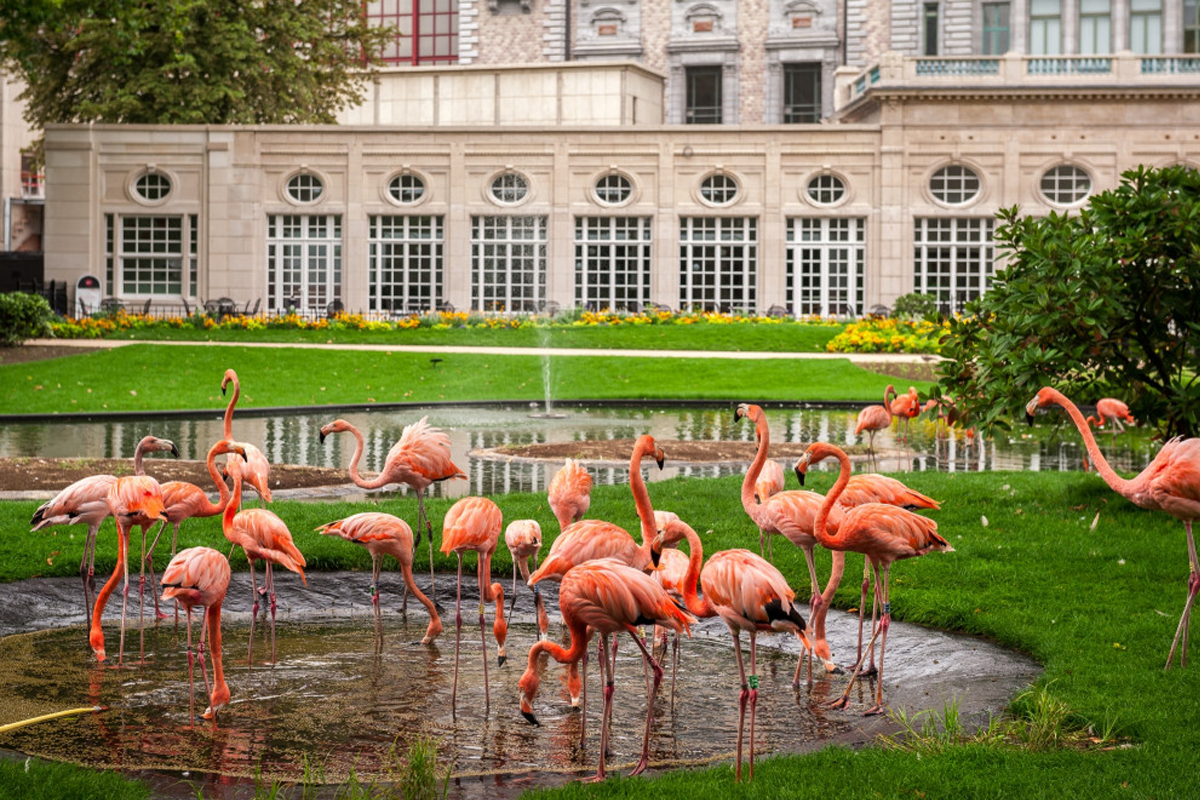 Billet d'entrée au zoo d'Anvers