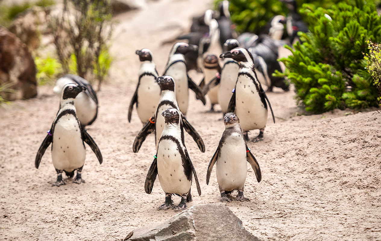 Entreeticket ZOO Antwerpen