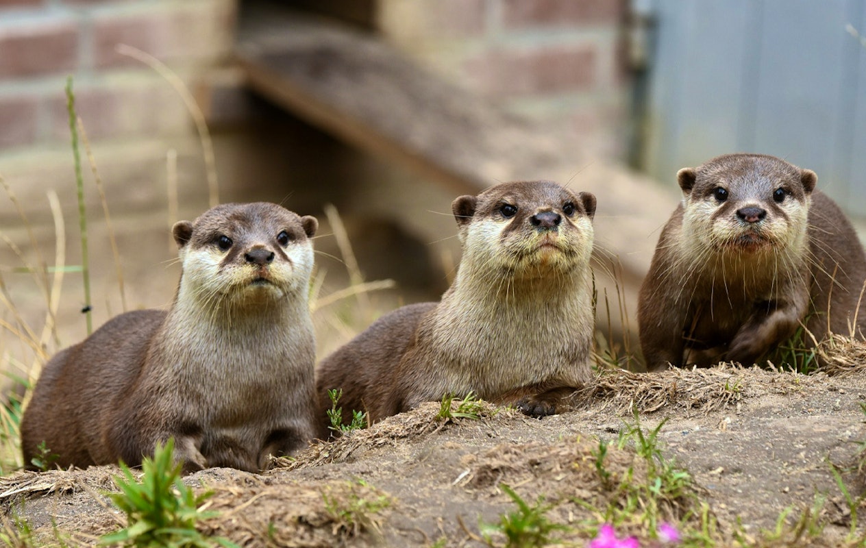 Entreeticket Zoo Kleve