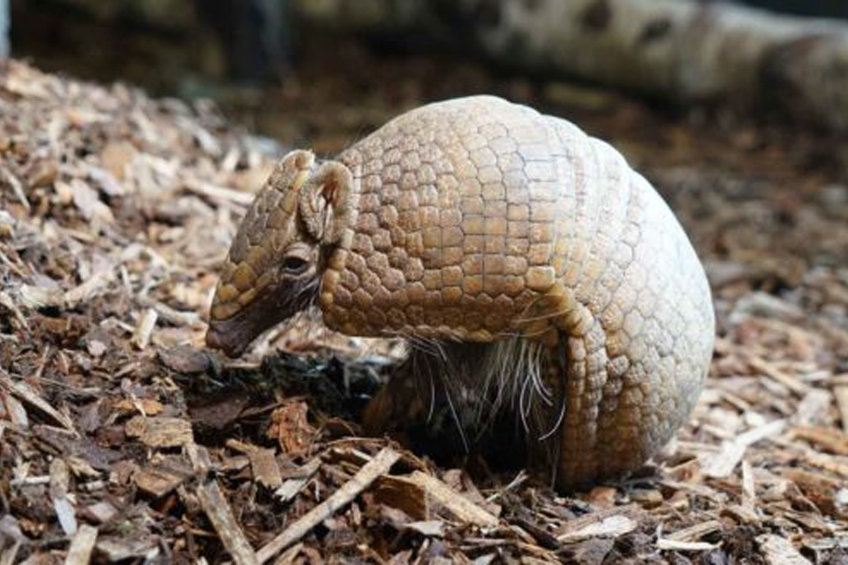 Entreeticket Zoo Kleve