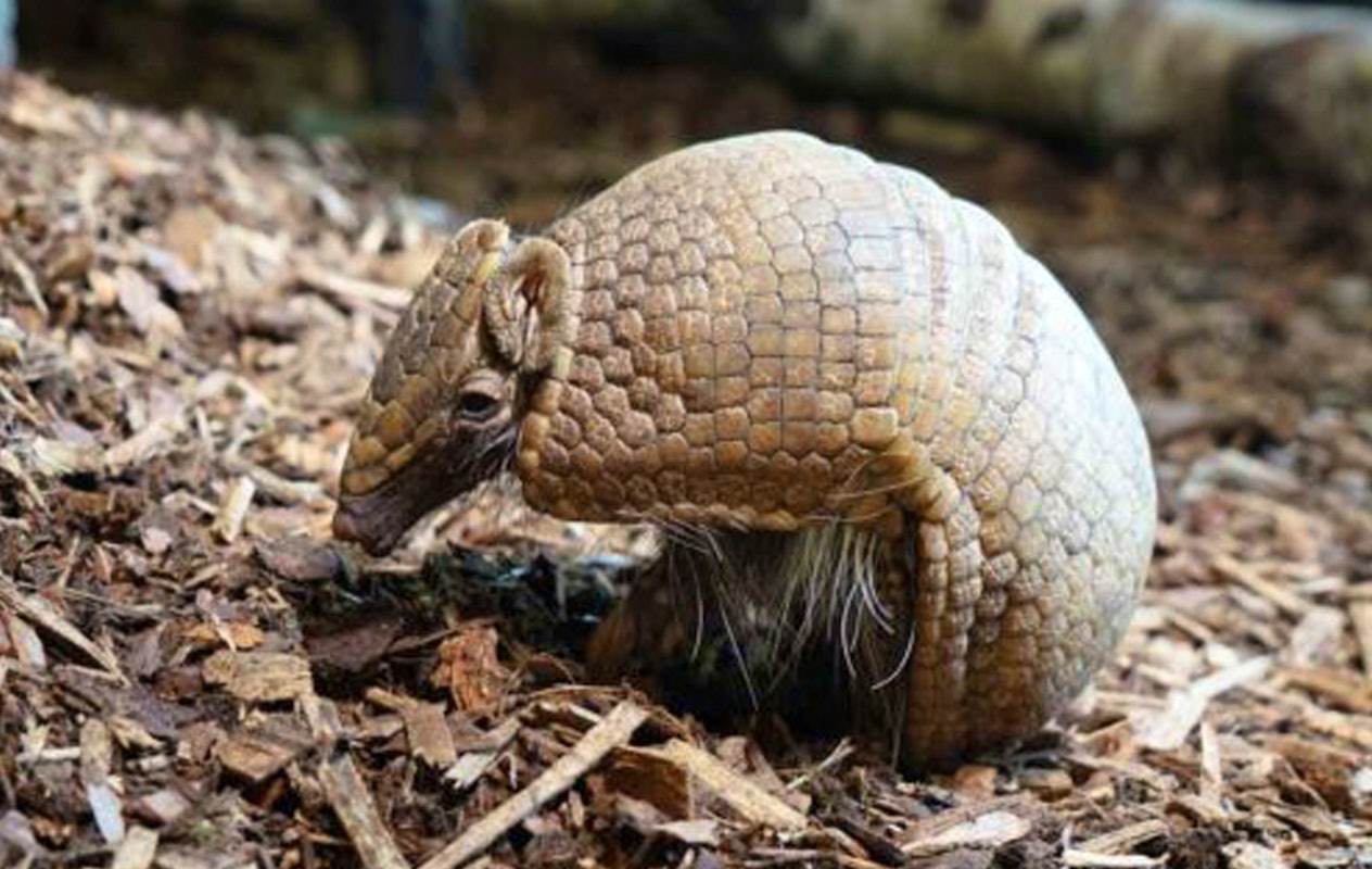 Entreeticket Zoo Kleve