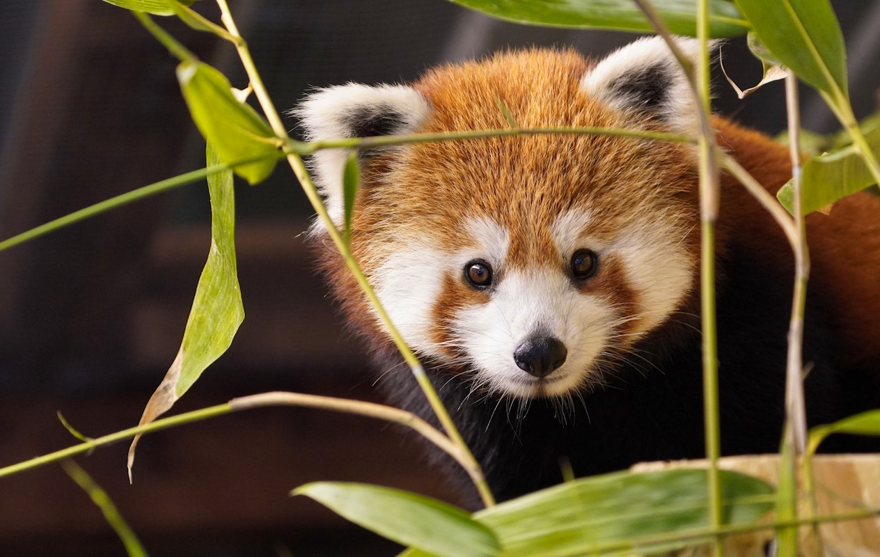 Entreeticket Zoo Kleve