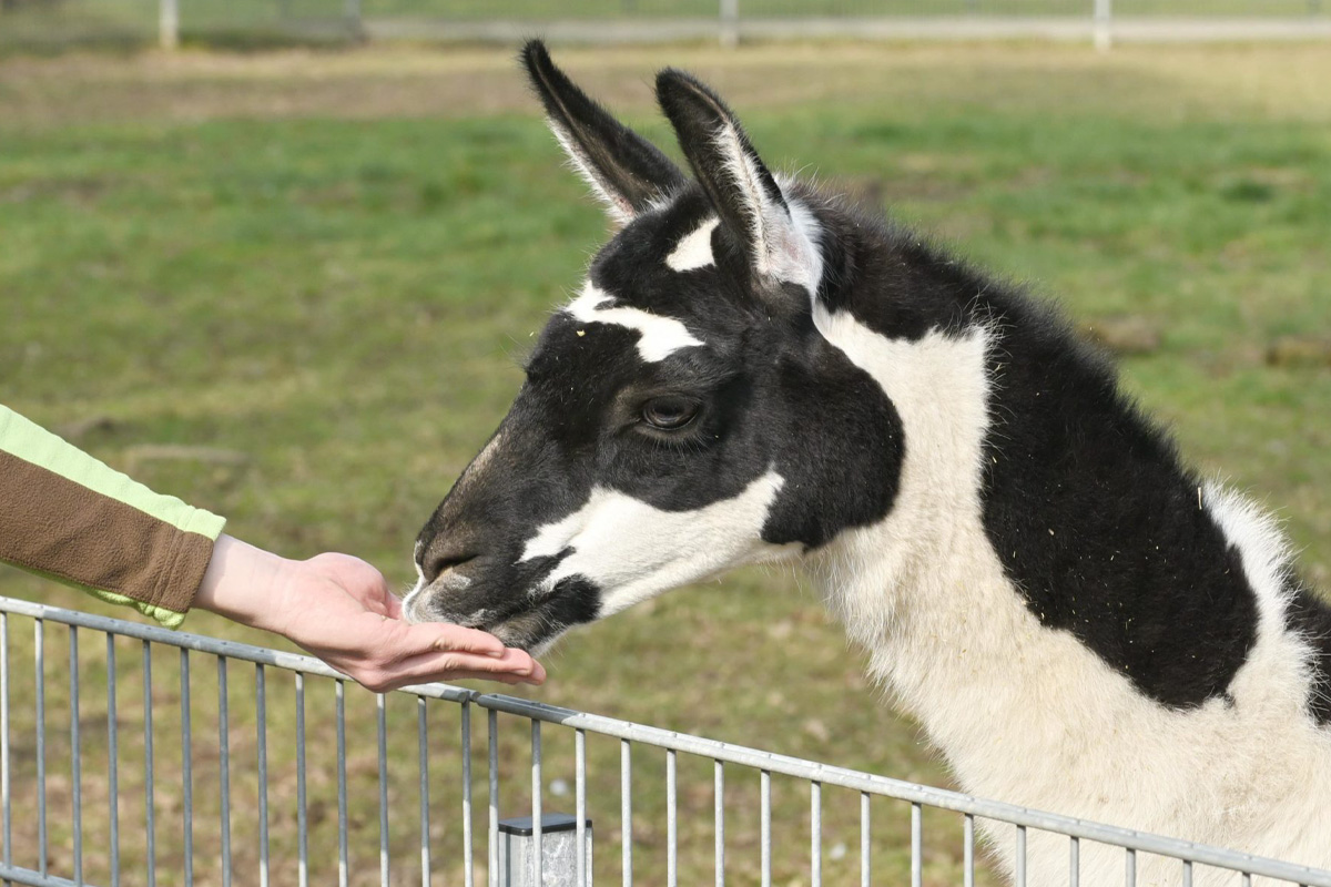 Entreeticket Zoo Kleve