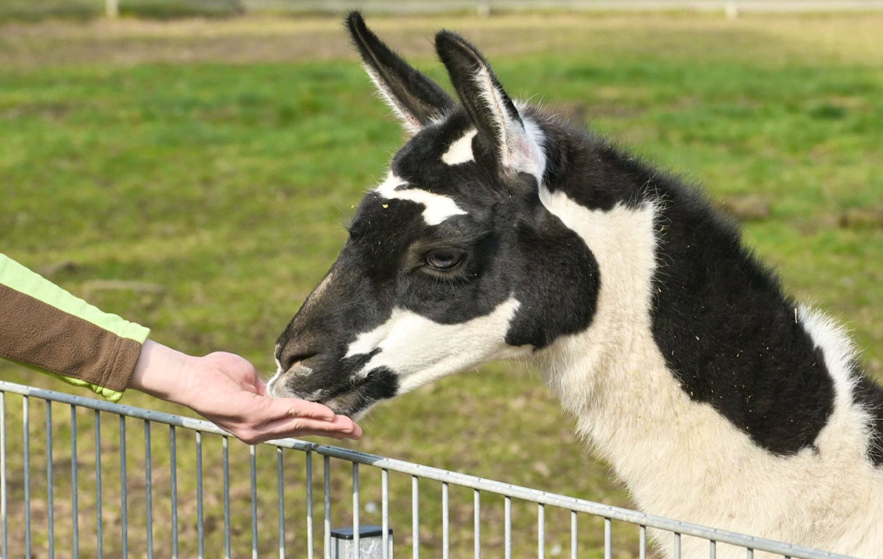 Entreeticket Zoo Kleve