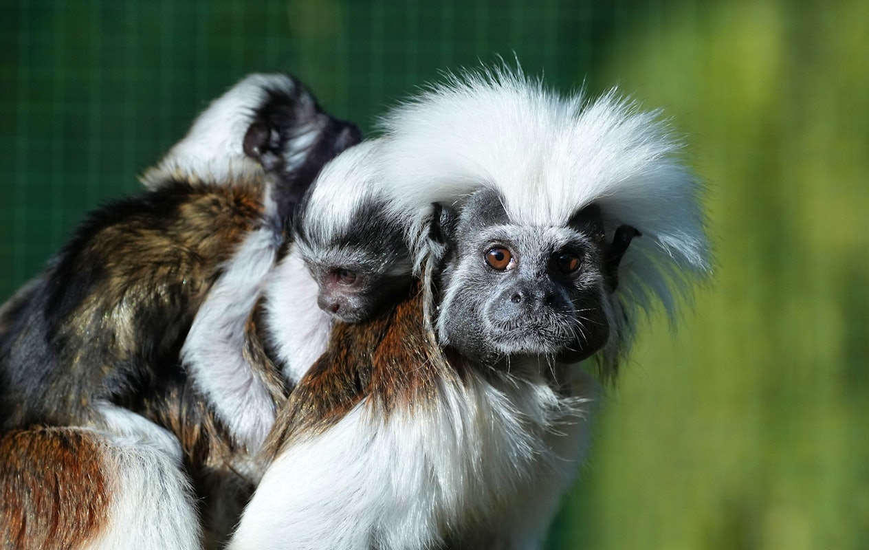 Entreeticket Zoo Kleve