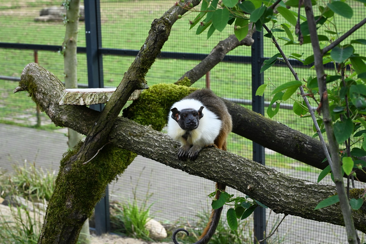 Entreeticket Zoo Kleve