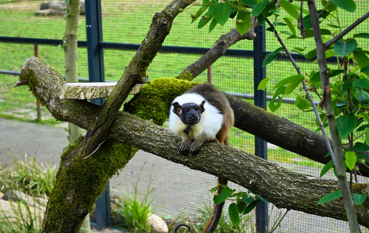 Entreeticket Zoo Kleve