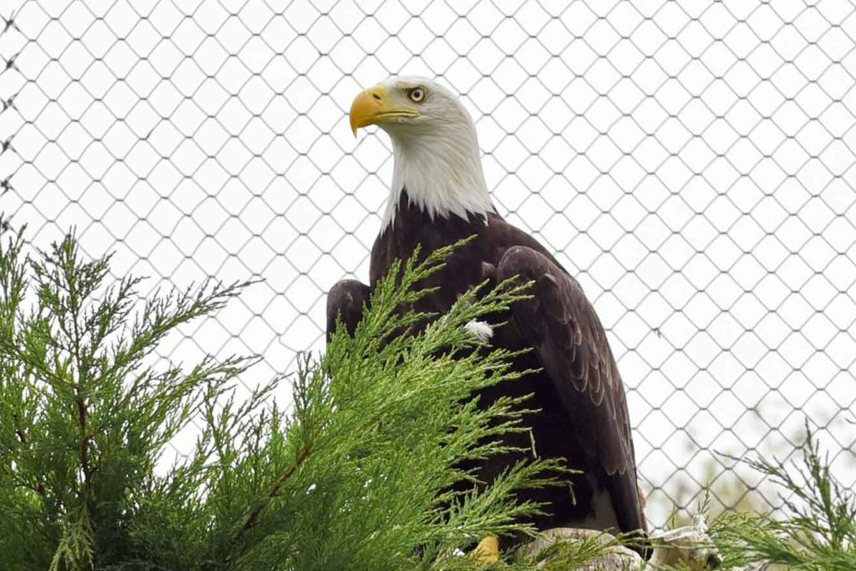 Entreeticket Zoo Kleve