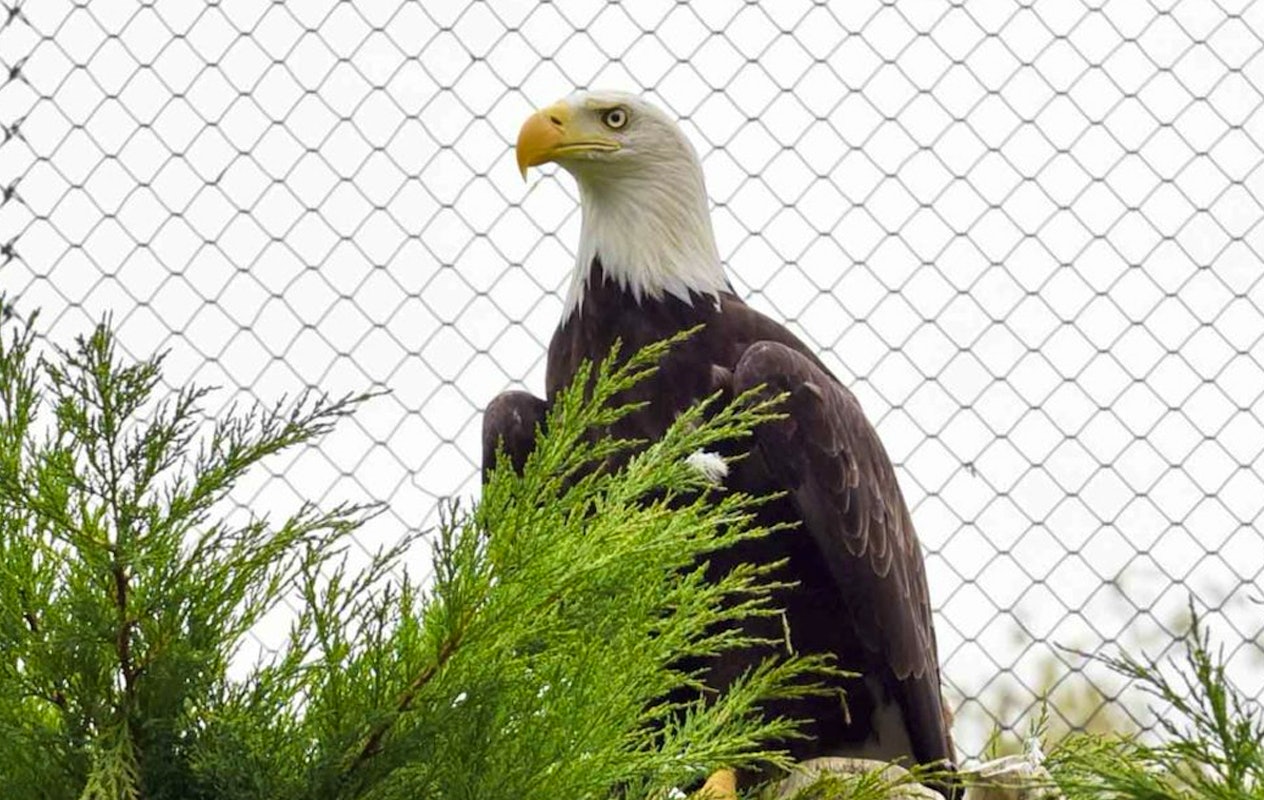 Entreeticket Zoo Kleve