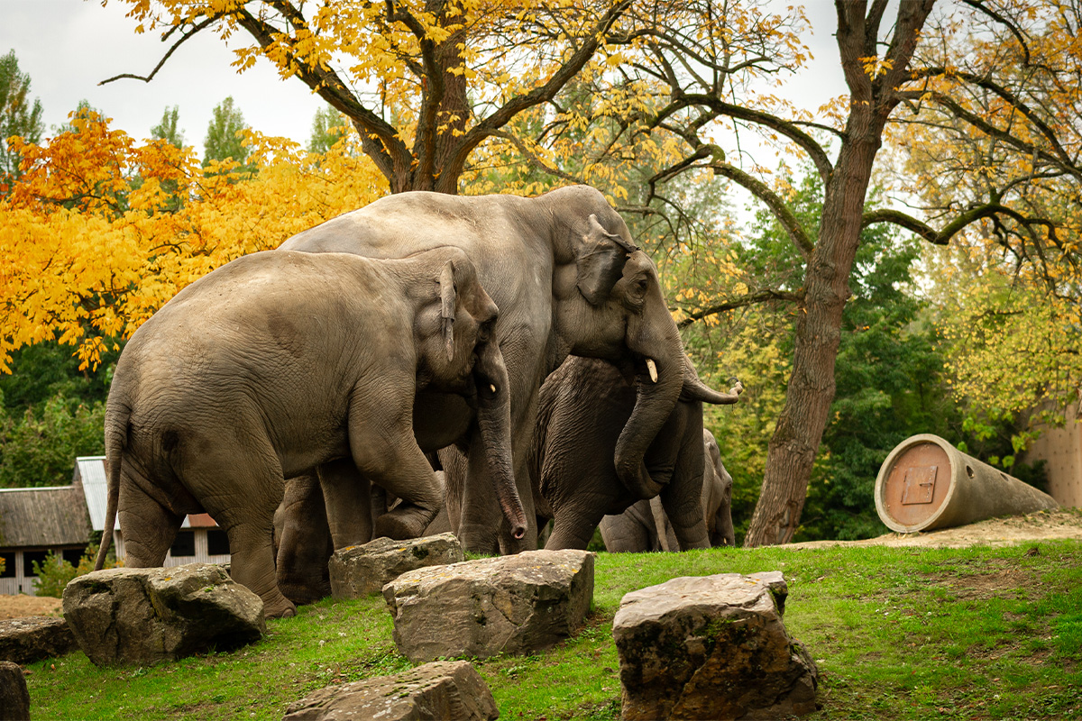 Entreeticket ZOO Planckendael