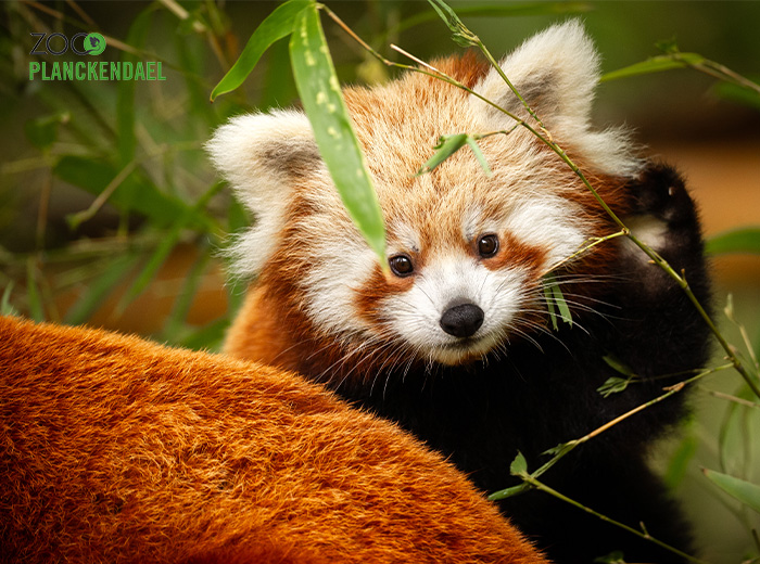 Entreeticket ZOO Planckendael