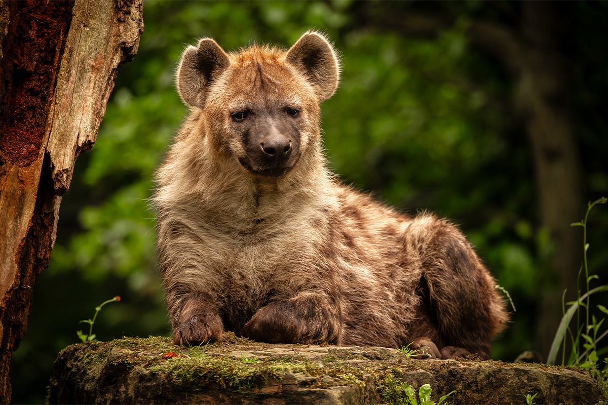 Entreeticket ZOO Planckendael