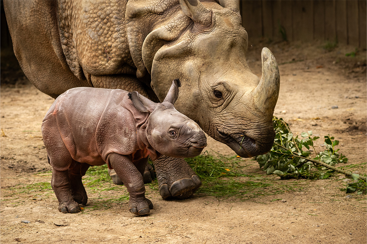 Entreeticket ZOO Planckendael