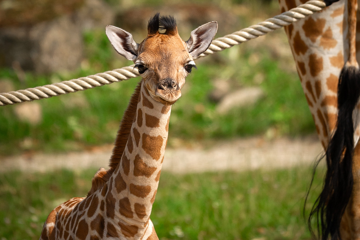 Tickets für den ZOO Planckendael
