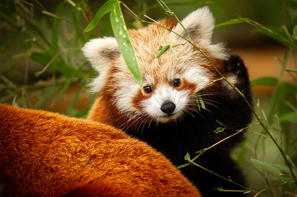 Entreeticket ZOO Planckendael