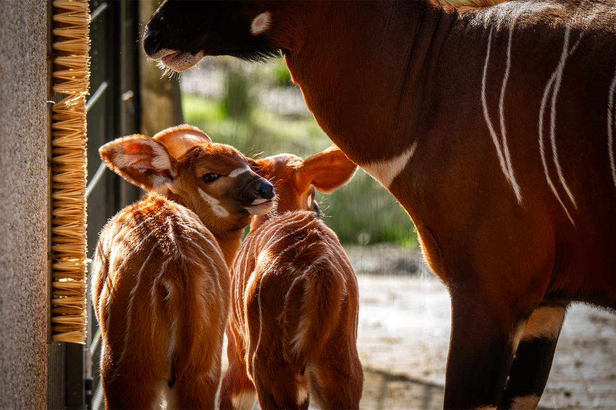 Entreeticket ZOO Planckendael