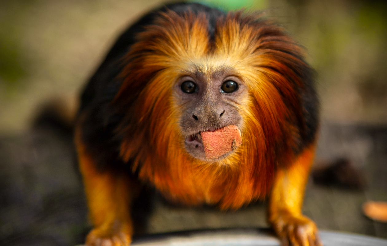 Entreeticket ZOO Planckendael