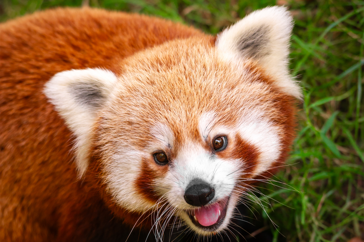 Entreeticket ZOO Planckendael