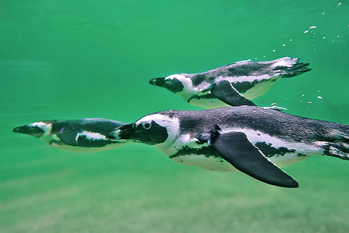 Entreeticket ZOOM Erlebniswelt