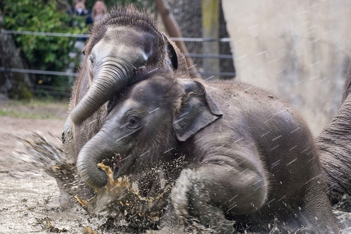Entreeticket Zoomeravonden ARTIS-Park