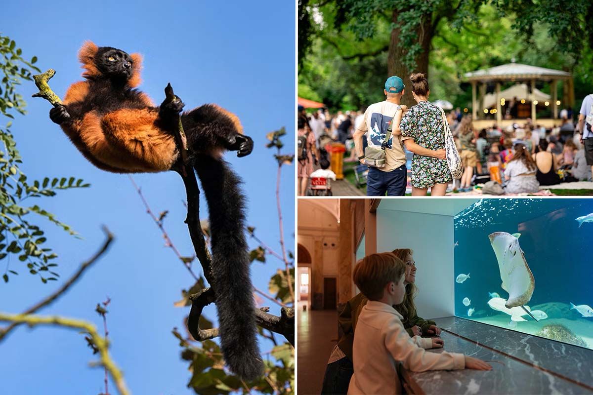 Entreeticket Zoomeravonden ARTIS-Park