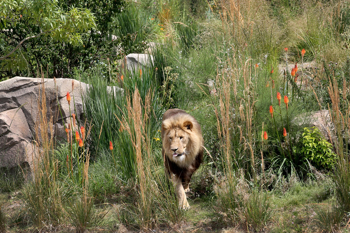 Entreeticket Zoomeravonden ARTIS-Park