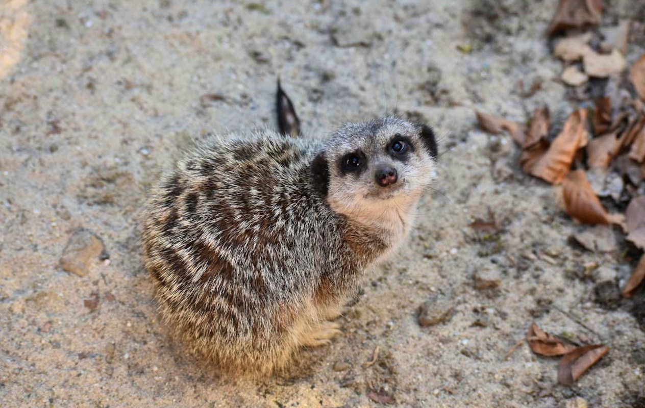 Entreeticket ZooParc Vallée de la Sûre