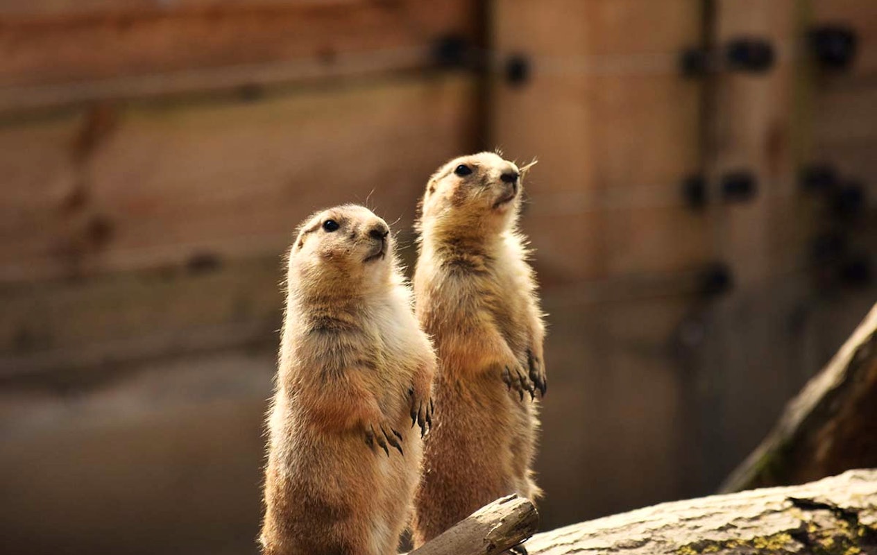 Entreeticket ZooParc Vallée de la Sûre