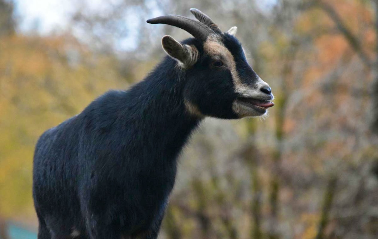 Entreeticket ZooParc Vallée de la Sûre