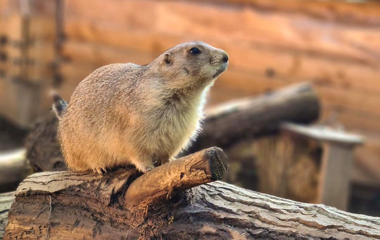 Entreeticket ZooParc Vallée de la Sûre