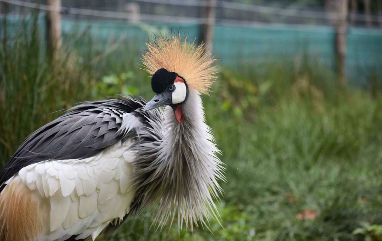 Entreeticket ZooParc Vallée de la Sûre