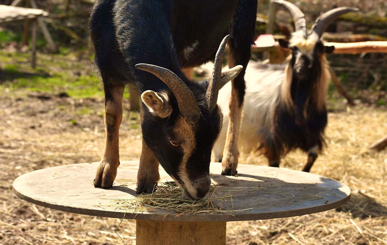 Entreeticket ZooParc Vallée de la Sûre