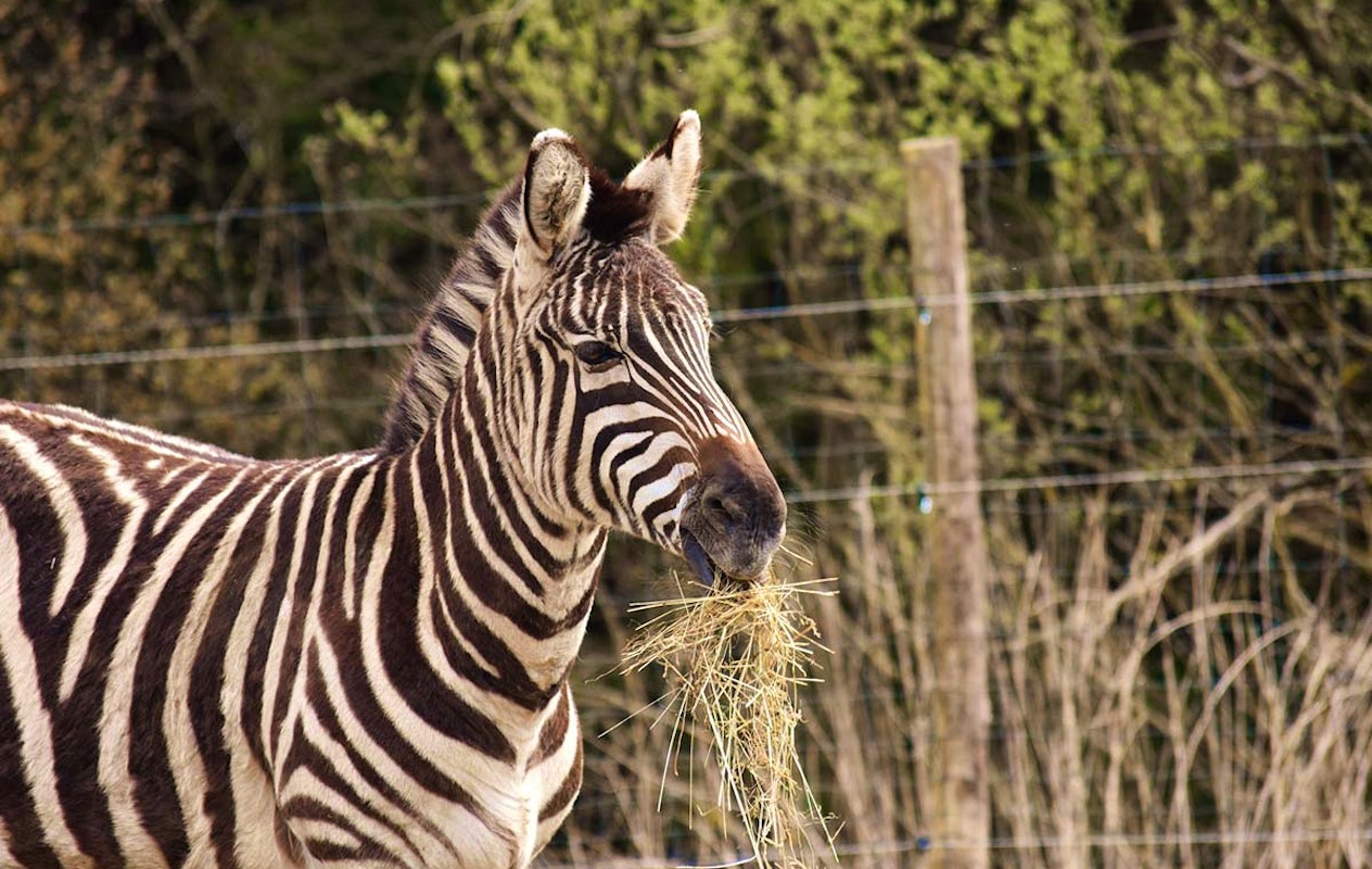 Entreeticket ZooParc Vallée de la Sûre