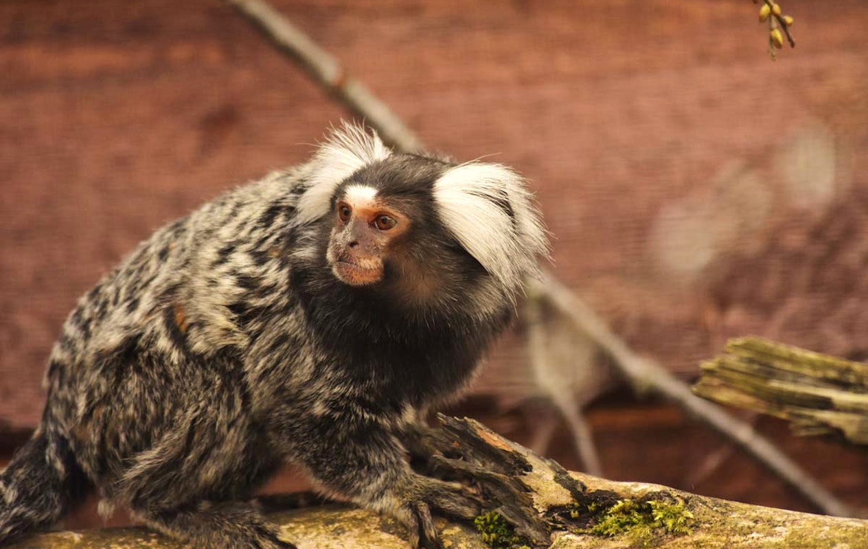 Entreeticket ZooParc Vallée de la Sûre