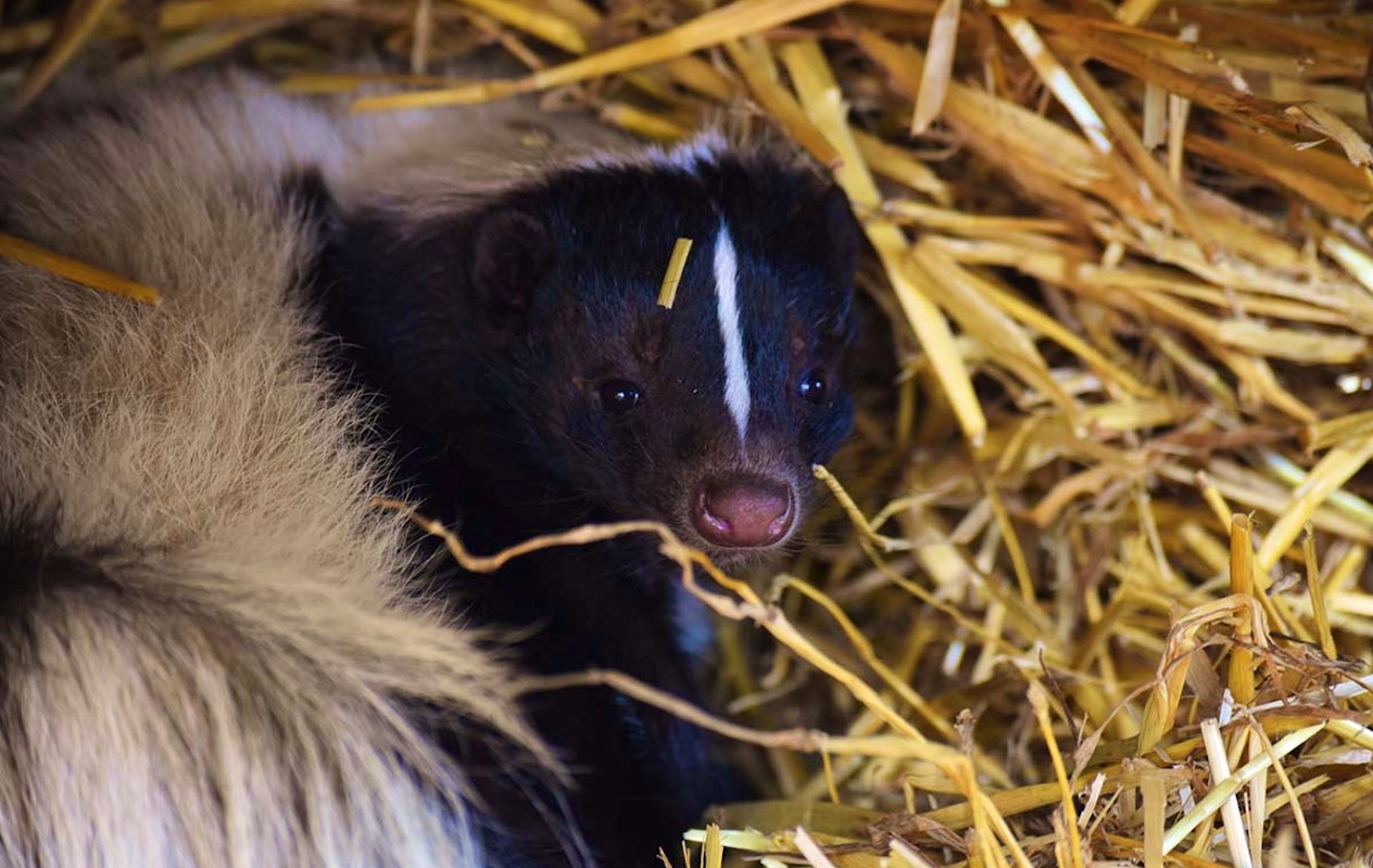 Entreeticket ZooParc Vallée de la Sûre