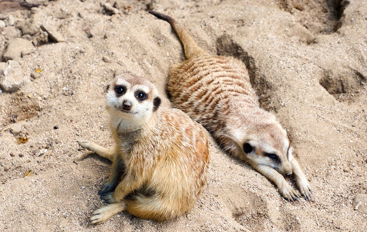 Entreeticket ZooParc Vallée de la Sûre