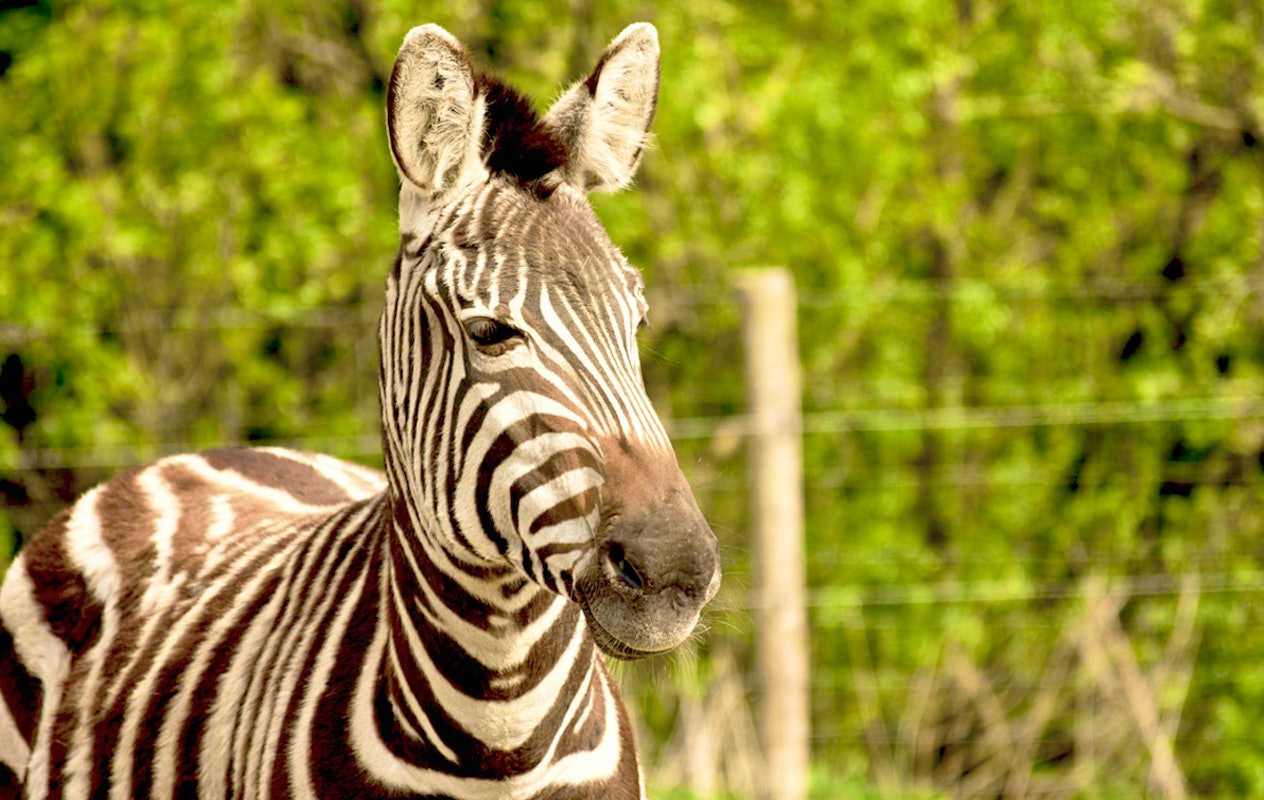 Entreeticket ZooParc Vallée de la Sûre
