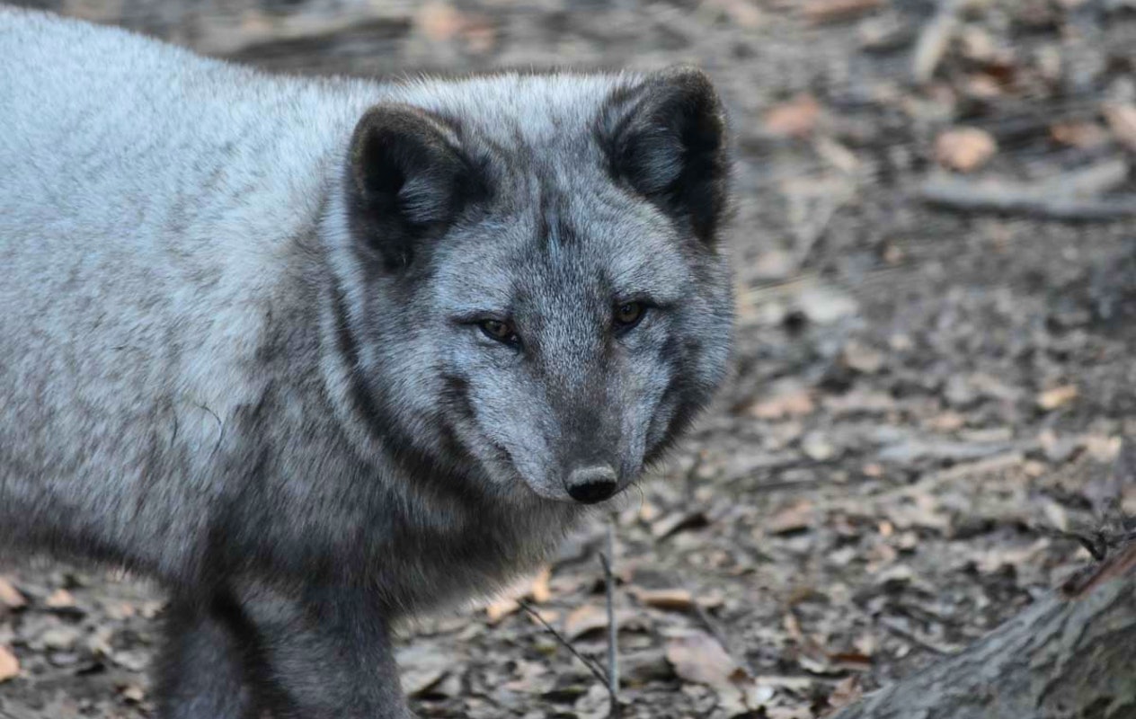 Entreeticket ZooParc Vallée de la Sûre