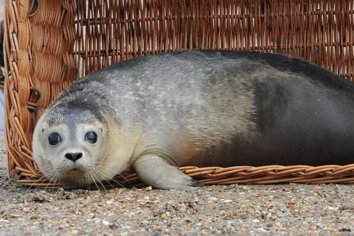 Entreeticket A Seal Stellendam