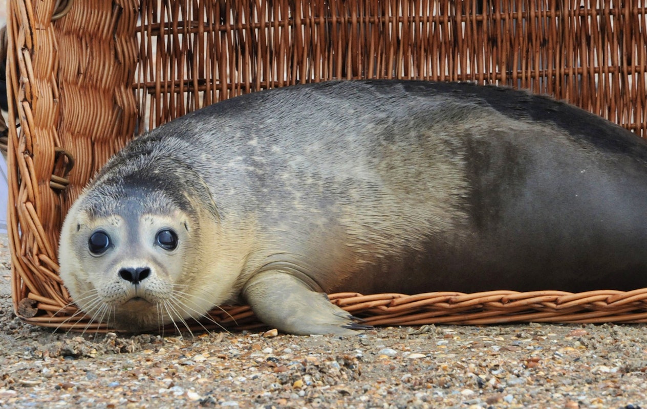 Entreeticket A Seal Stellendam
