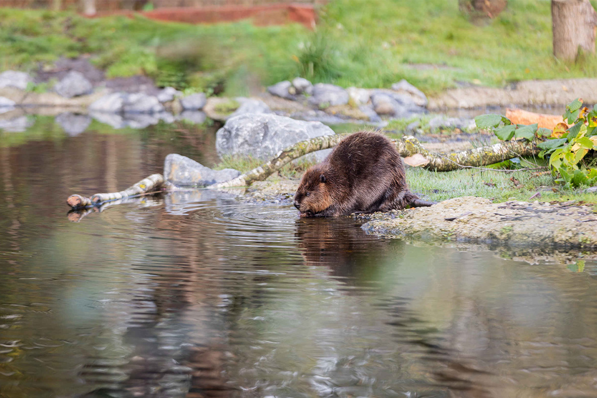 Entreeticket AquaZoo Leeuwarden