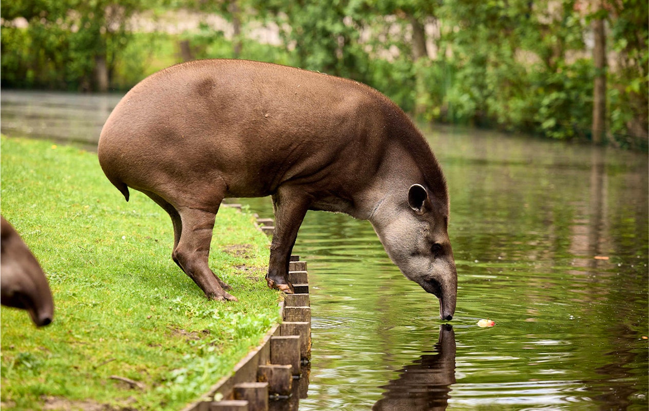 Entreeticket AquaZoo Leeuwarden