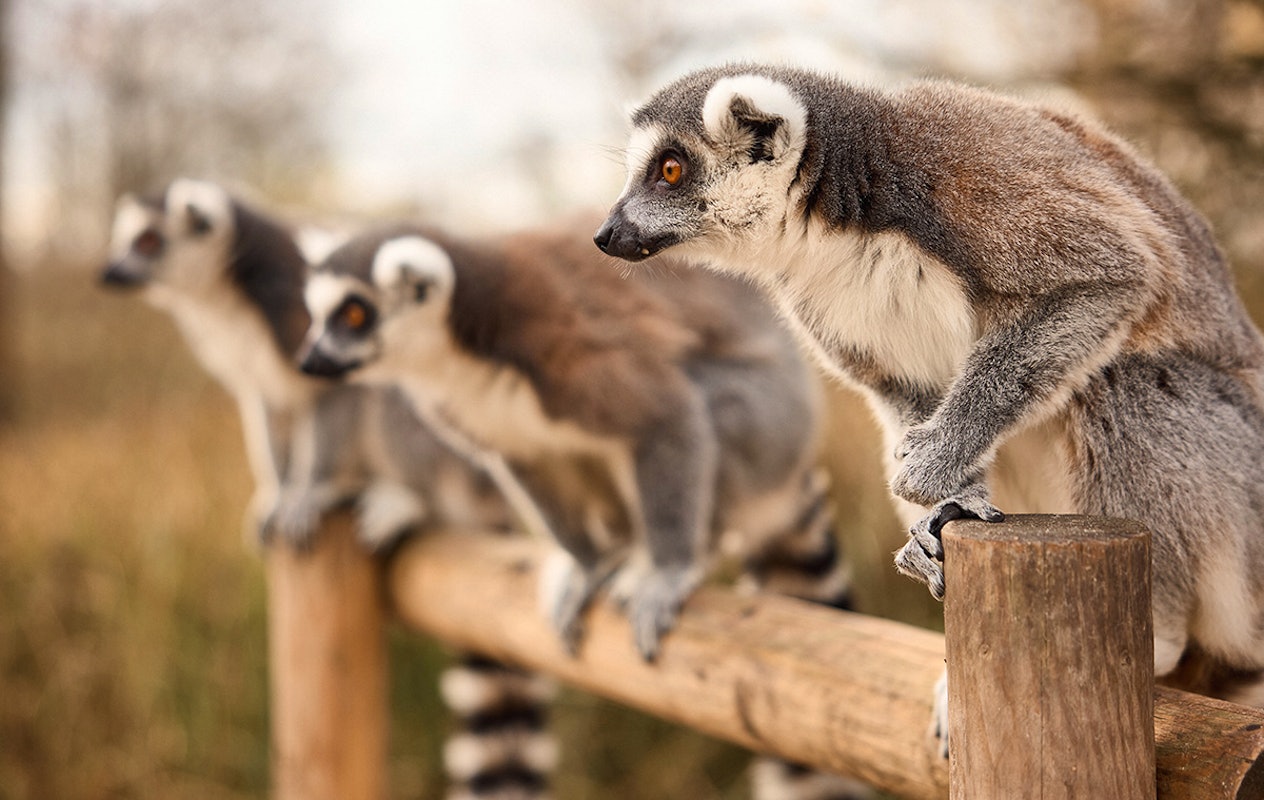 Entreeticket AquaZoo Leeuwarden