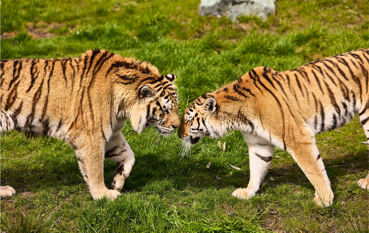 Entreeticket AquaZoo Leeuwarden